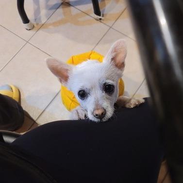 Enlarge Jazz, a Adoptable Parson Russell Terrier in Pacifica, CA image 5/6