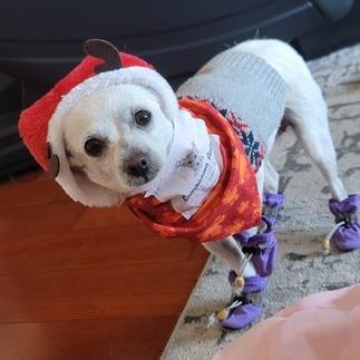 Enlarge Jazz, a Adoptable Parson Russell Terrier in Pacifica, CA image 5/6