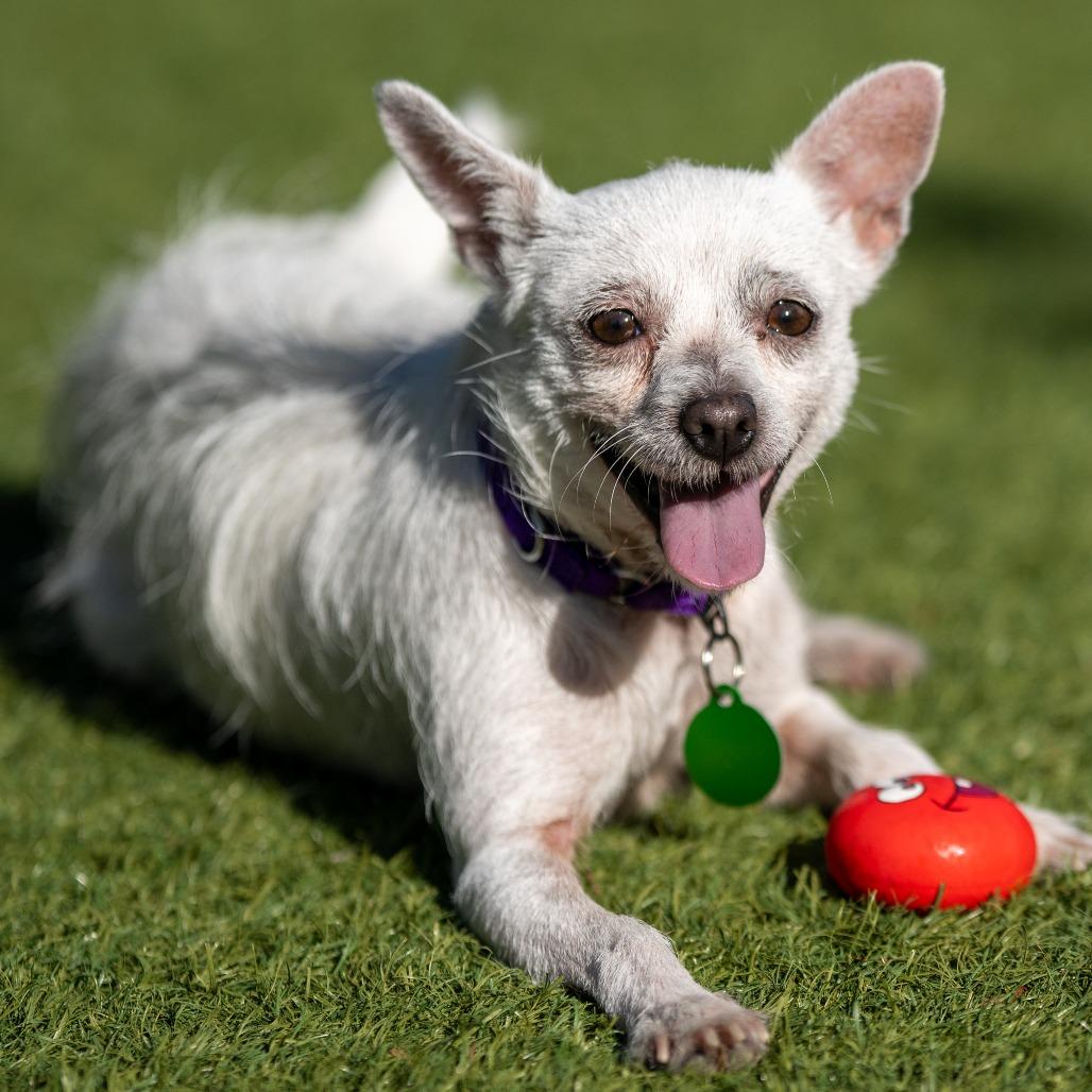 Enlarge Jazz, a Adoptable Parson Russell Terrier in Pacifica, CA image 5/6