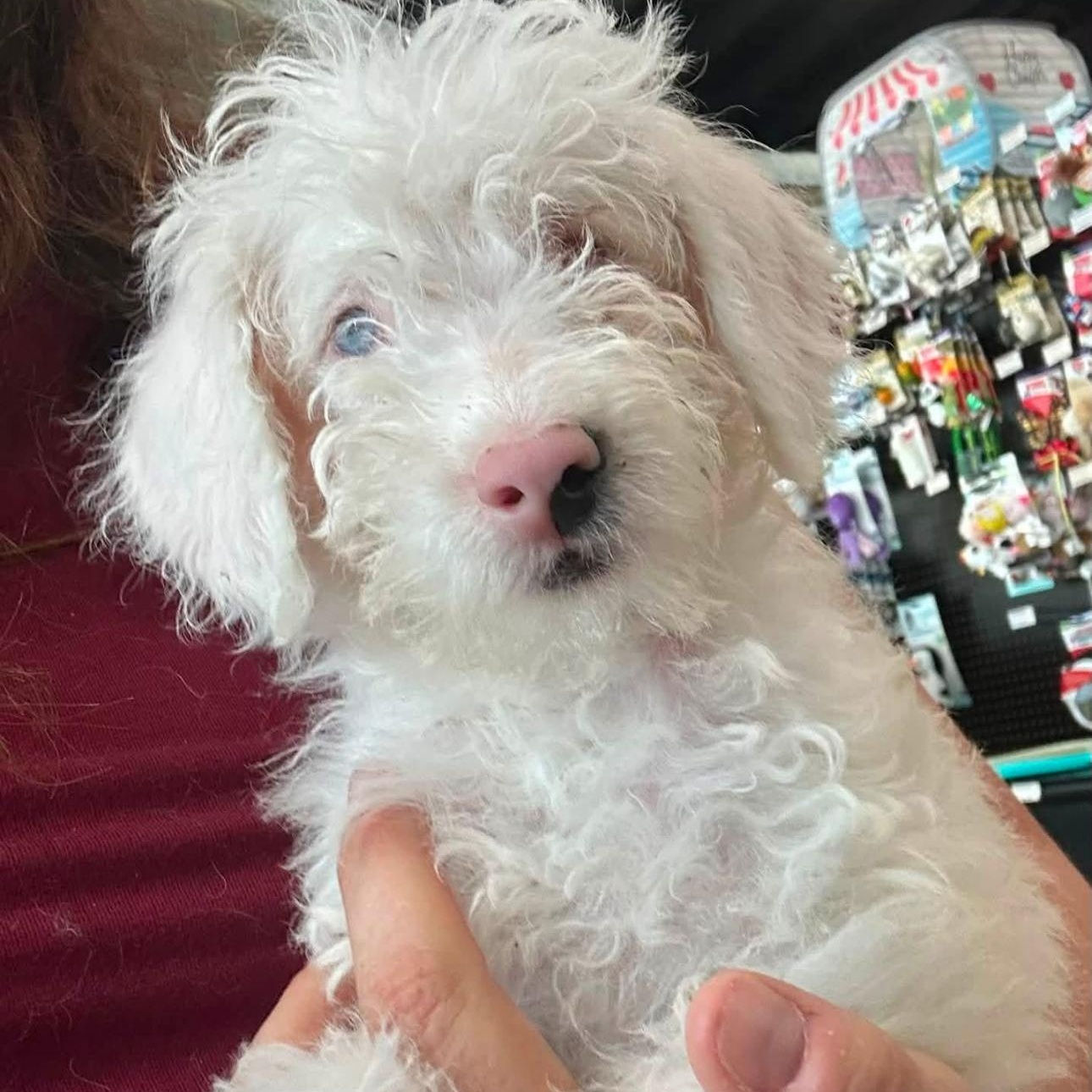 Enlarge 2168 Samantha, a Adopted mixed breed in Springfield, MO image 2/3