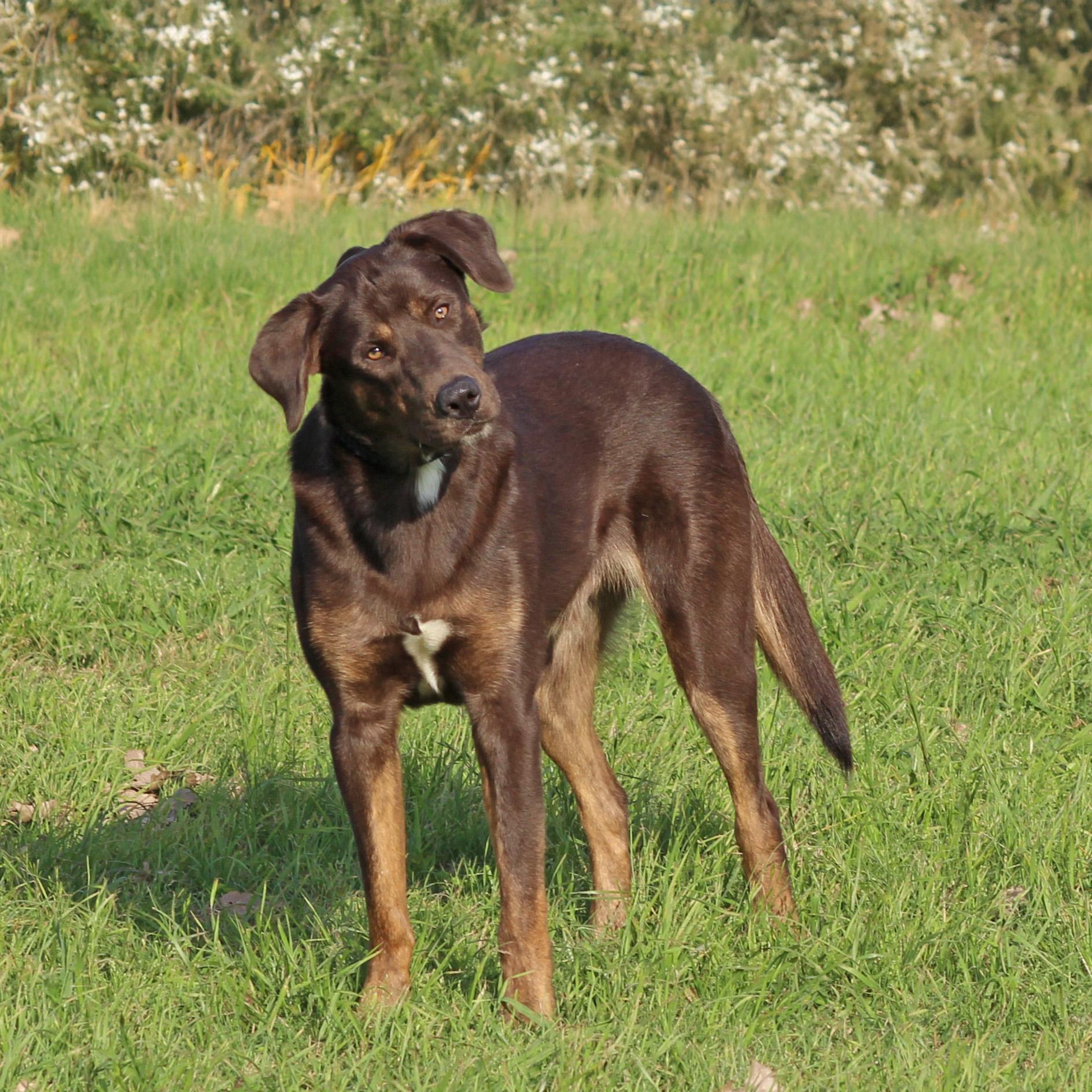 River, an adoptable Labrador Retriever, Setter in Keller, TX, 76244 | Photo Image 2