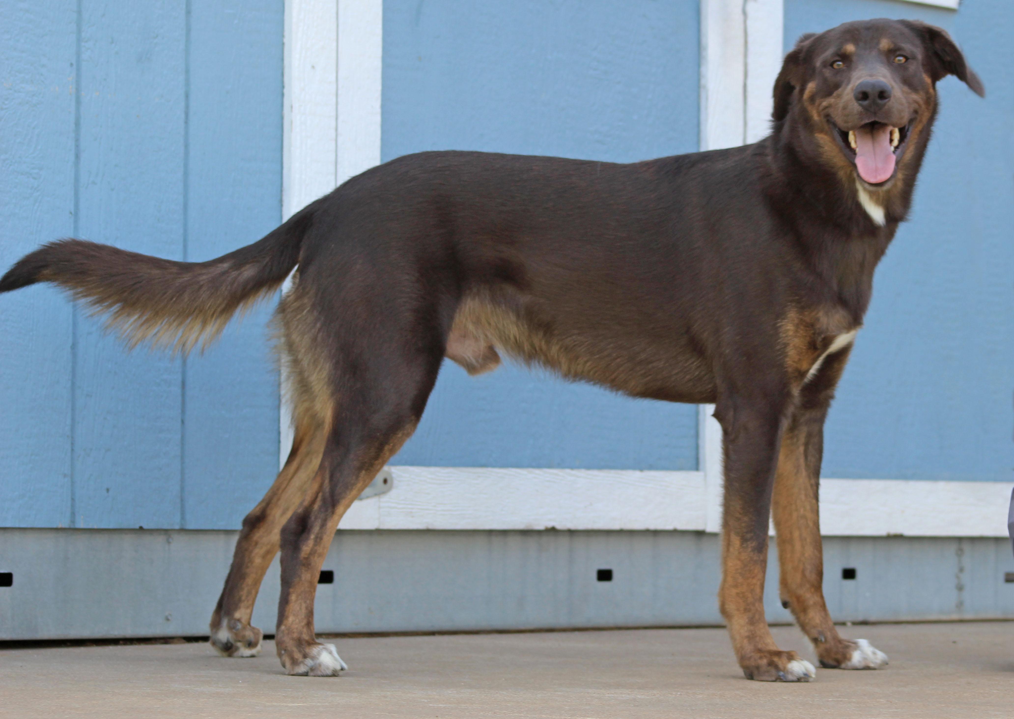 River, an adoptable Labrador Retriever, Setter in Keller, TX, 76244 | Photo Image 1