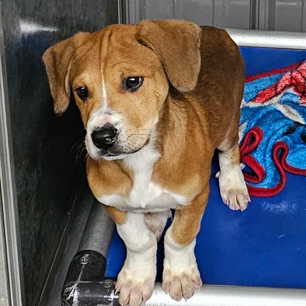 Turbo, Adoptable, Young Male Pit Bull Terrier & Mixed Breed.