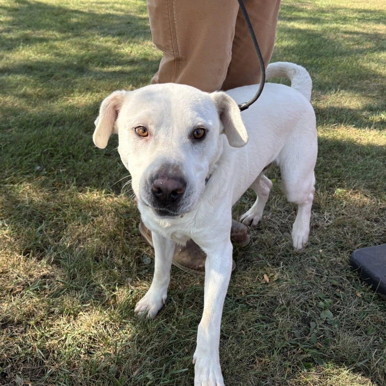 Enlarge Buster, a Adopted Yellow Labrador Retriever in Storm Lake, IA image 2/3