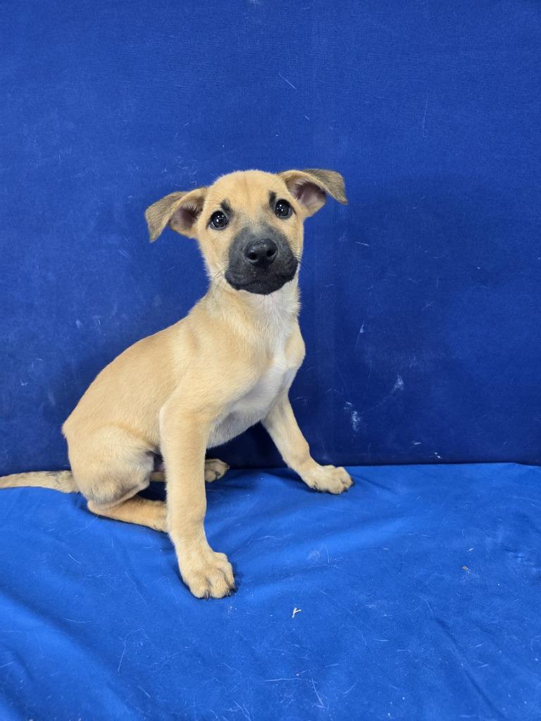 Enlarge Baked Beans, a Adoptable mixed breed in Ruston, LA image 1/4
