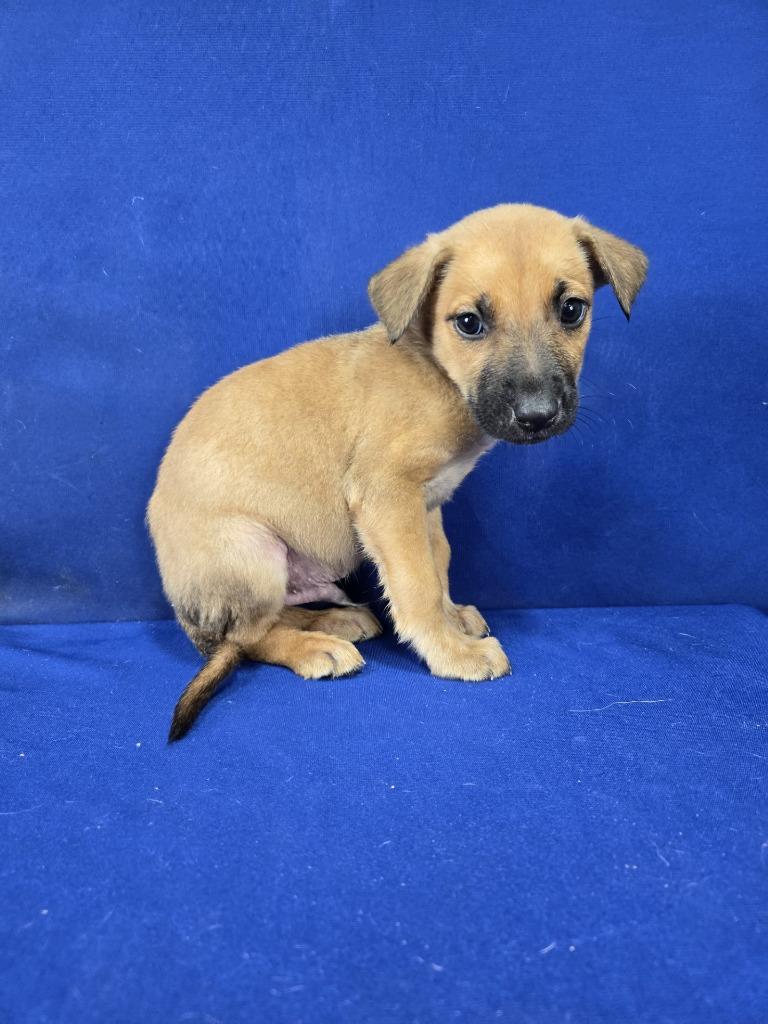 Enlarge Baked Beans, a Adoptable mixed breed in Ruston, LA image 4/4