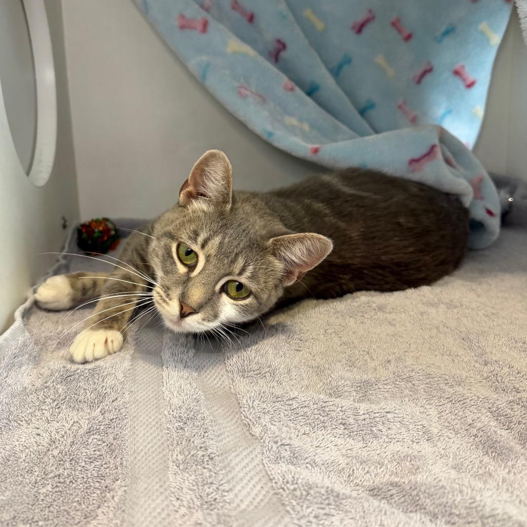 Robin, a Adoptable Domestic Short Hair in Council Bluffs, IA image 1/5