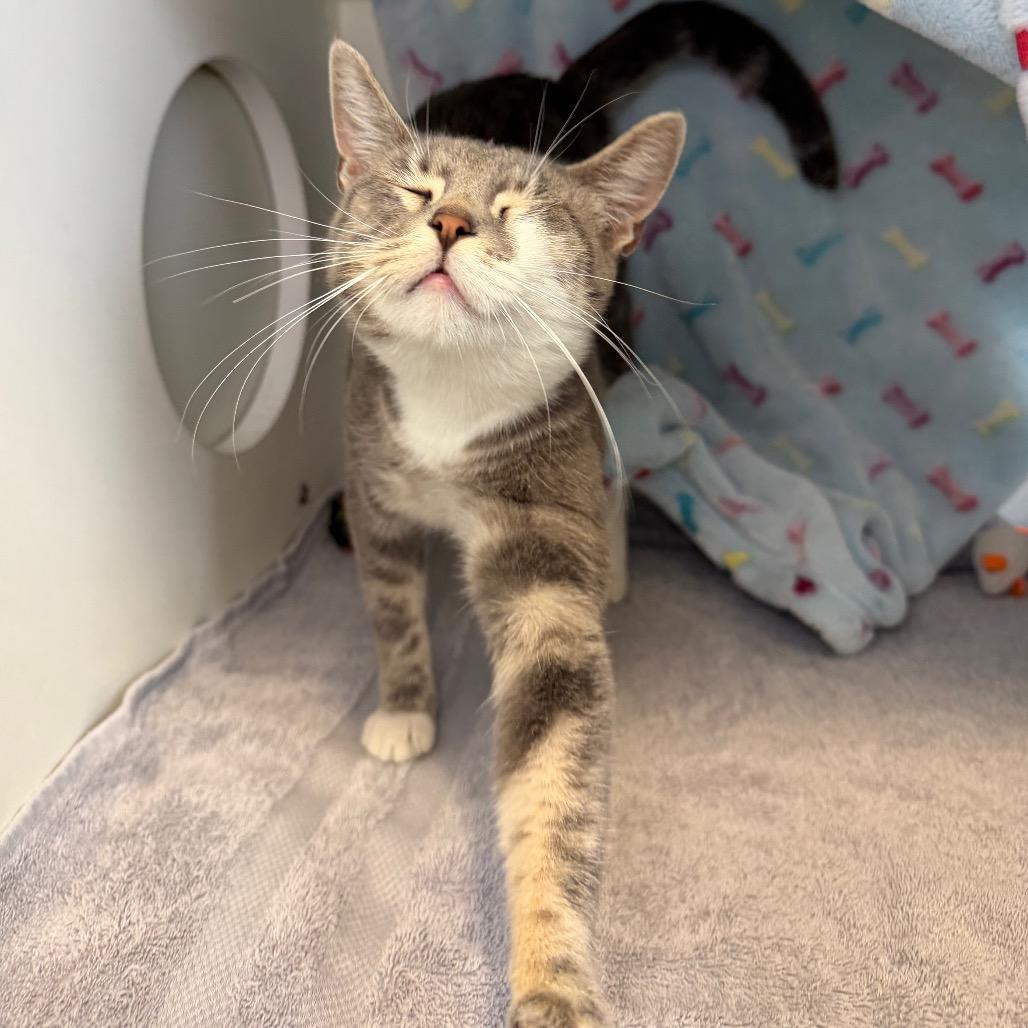 Robin, a Adoptable Domestic Short Hair in Council Bluffs, IA image 2/5