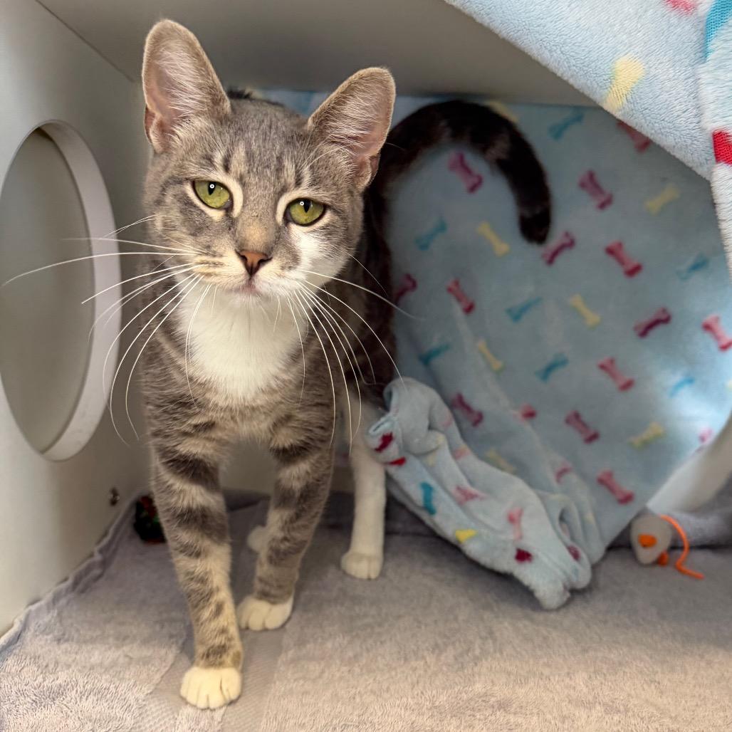 Robin, a Adoptable Domestic Short Hair in Council Bluffs, IA image 3/5