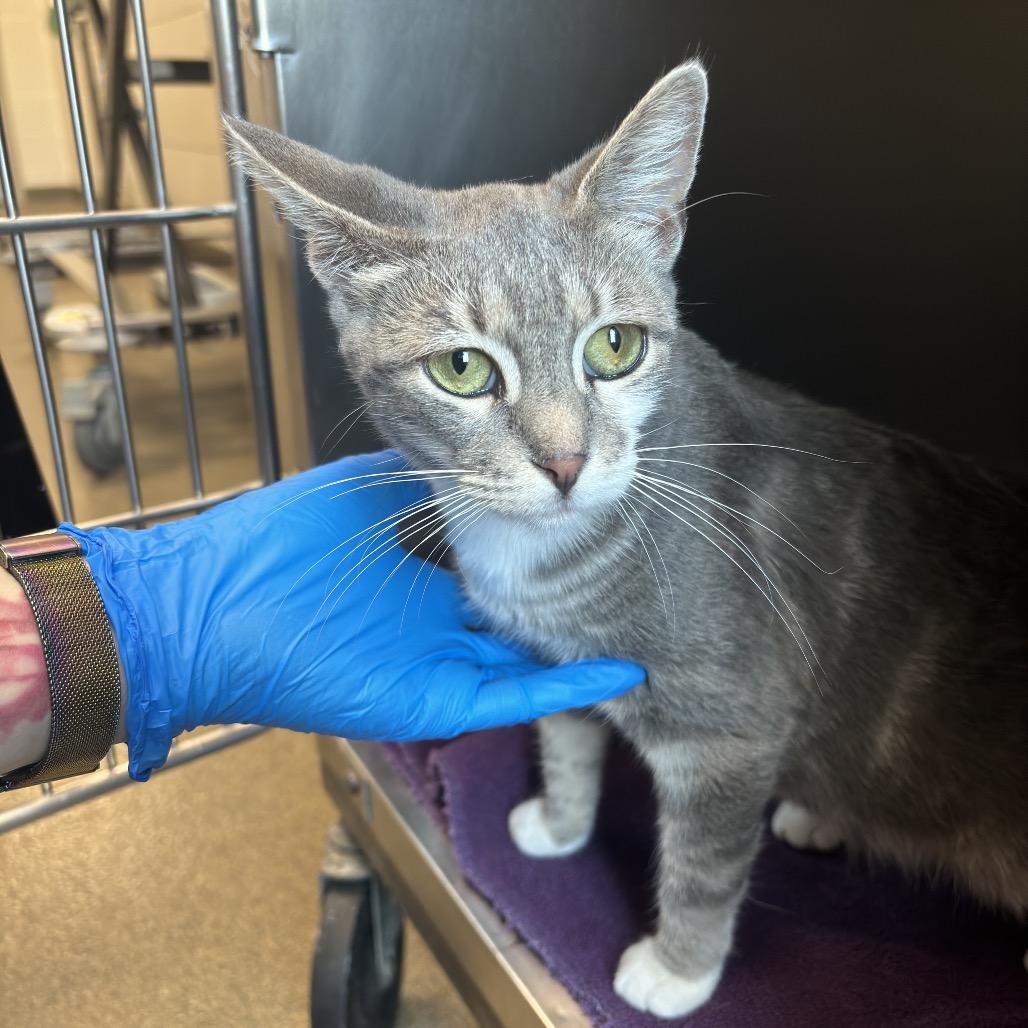 Robin, a Adoptable Domestic Short Hair in Council Bluffs, IA image 4/5