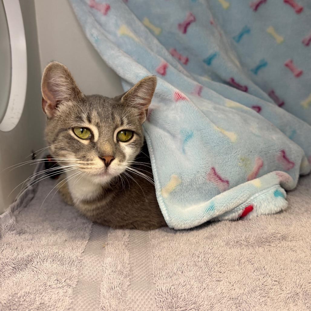 Robin, a Adoptable Domestic Short Hair in Council Bluffs, IA image 5/5