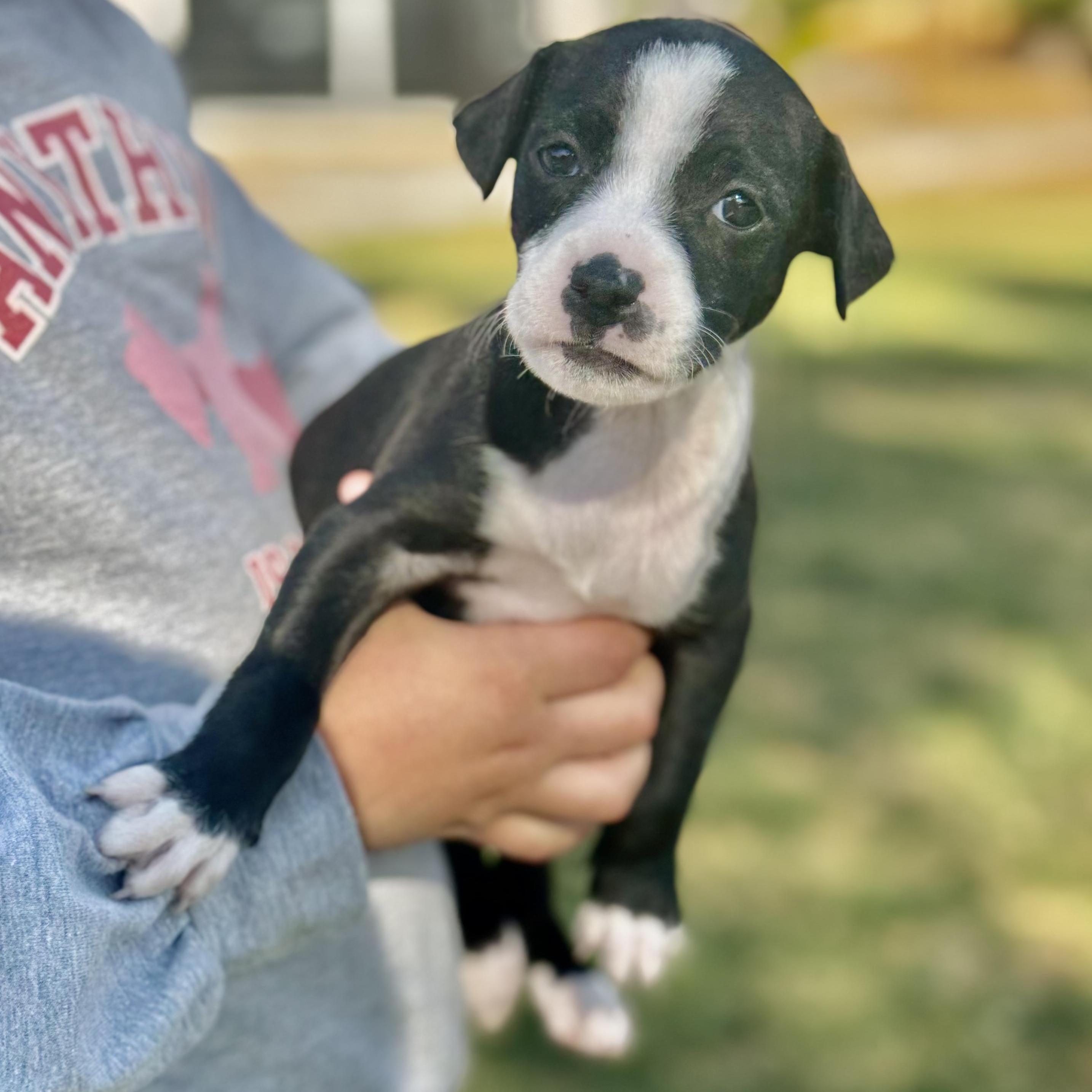 Emma — thumbnail 3