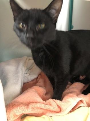 Raven (must be adopted with Panther), Adoptable, Young Female Domestic Short Hair & Domestic Short Hair.