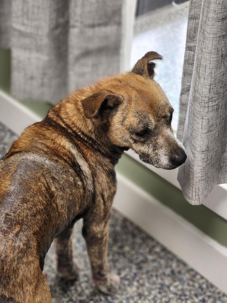 Enlarge Maggie, a Adoptable mixed breed in Carthage, MO image 1/2