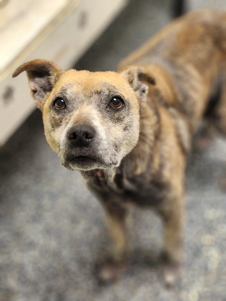 Enlarge Maggie, a Adoptable mixed breed in Carthage, MO image 2/2