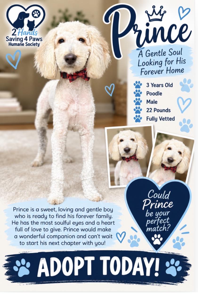 Prince, Adoptable, Adult Male Miniature Poodle.