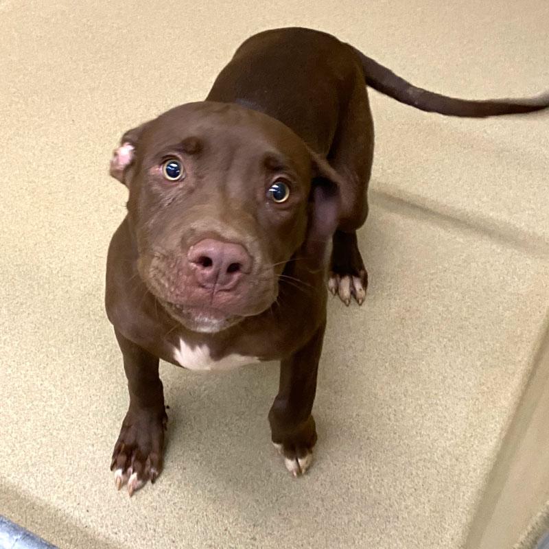 Cadon, ADOPTABLE, Young Male Pit Bull Terrier.