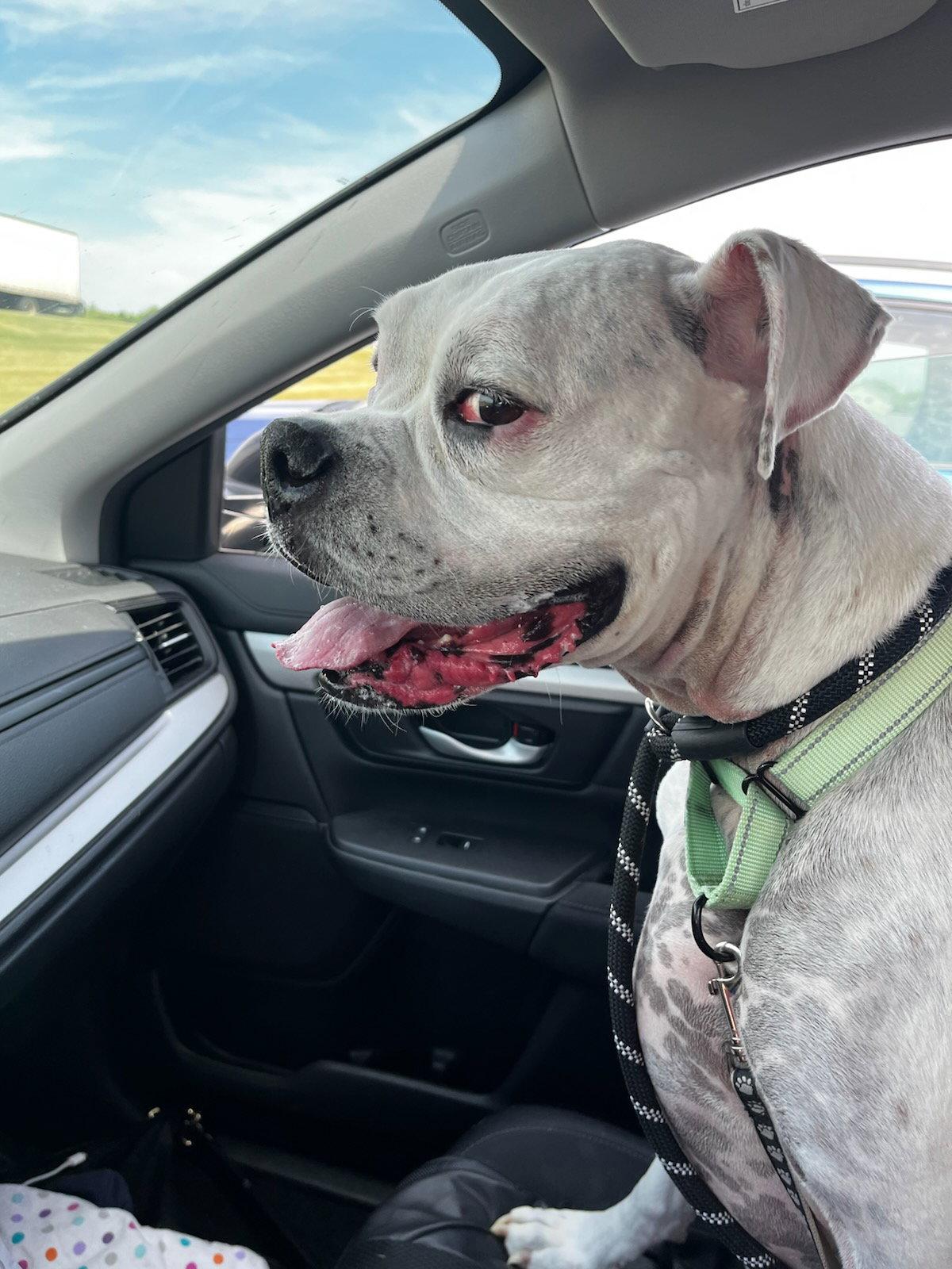 Bruno, a Adopted Boxer in Woodbury, MN image 1/2