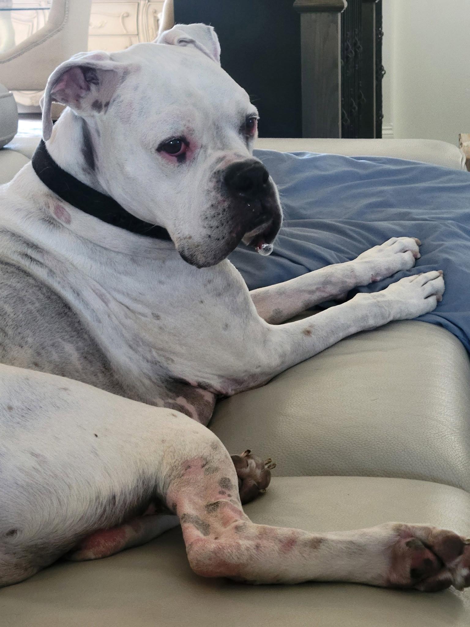 Bruno, a Adopted Boxer in Woodbury, MN image 2/2