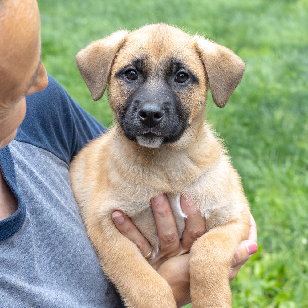 Petey (Male), Baby Male Shepherd