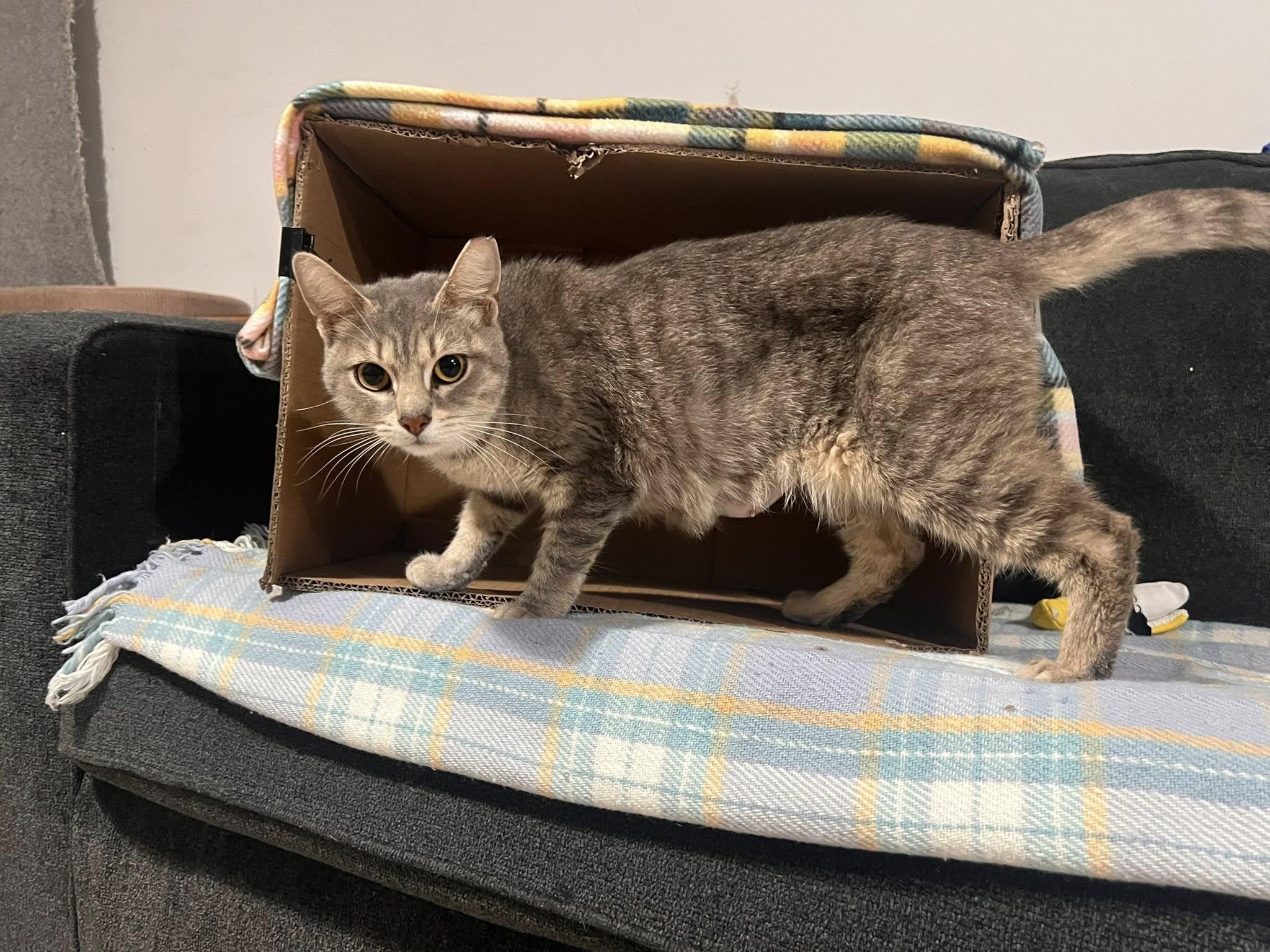 Enlarge Alice in Chains, an adopted Domestic Short Hair in Cleveland, OH image 4/6