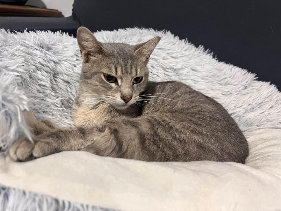 Enlarge Alice in Chains, an adopted Domestic Short Hair in Cleveland, OH image 5/6