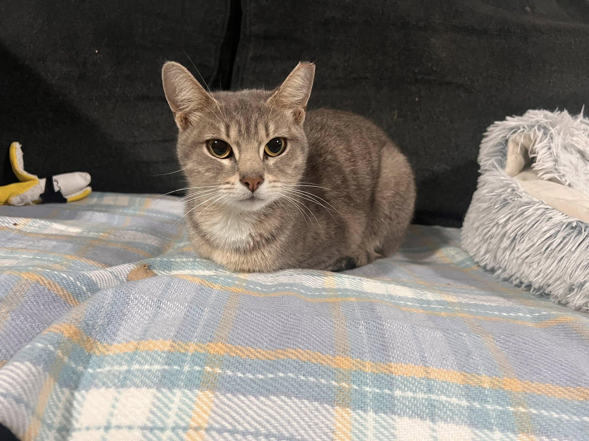 Alice in Chains, adopted, Young Female Domestic Short Hair.