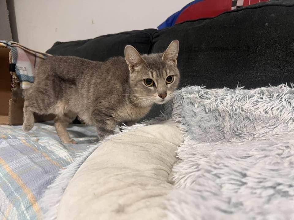 Enlarge Alice in Chains, an adopted Domestic Short Hair in Cleveland, OH image 2/6