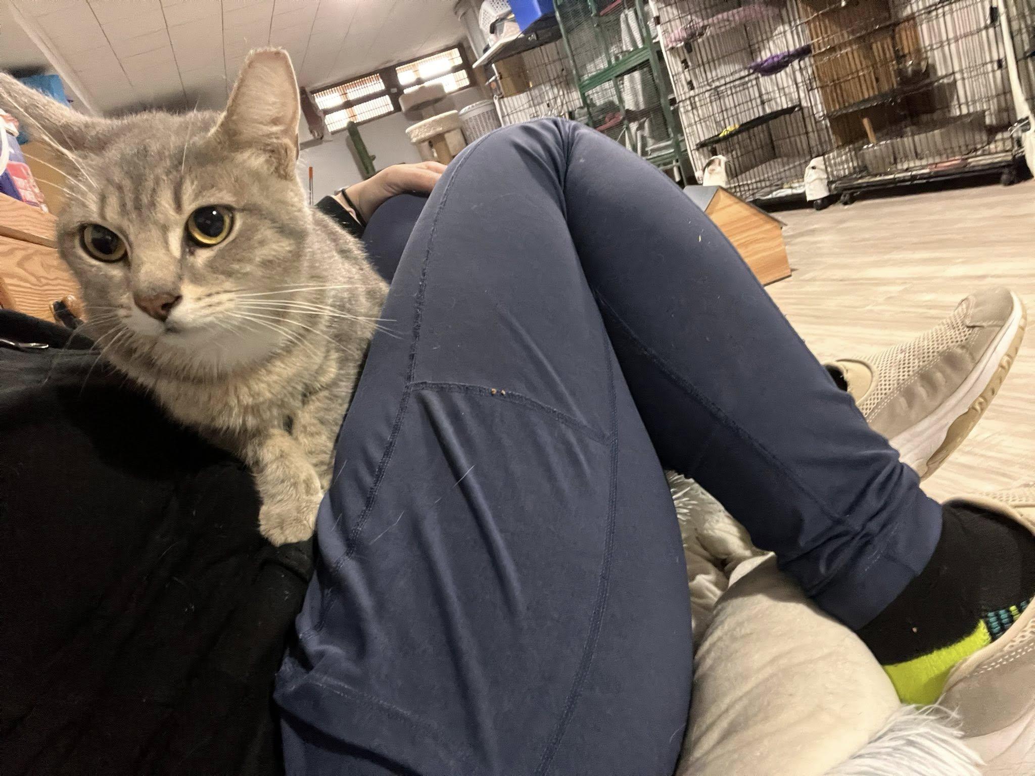 Enlarge Alice in Chains, an adopted Domestic Short Hair in Cleveland, OH image 3/6