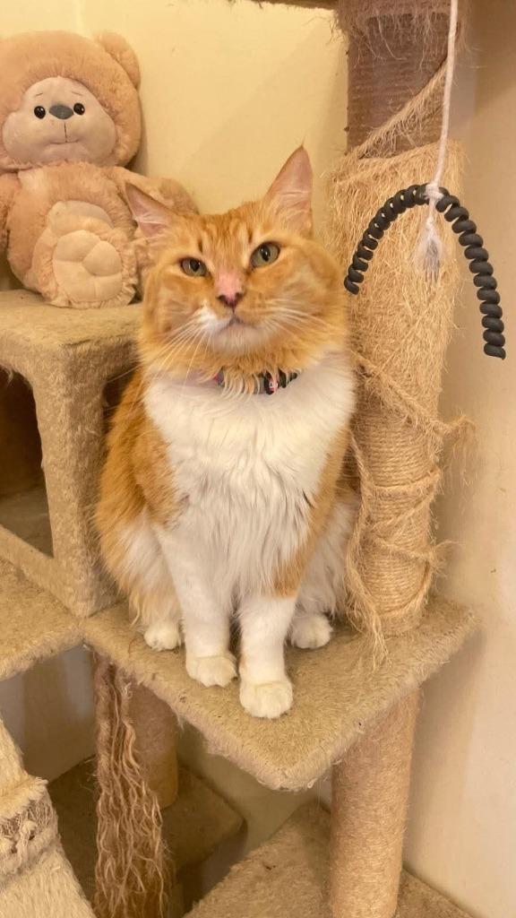 Bella, Adoptable, Adult Female Siberian.