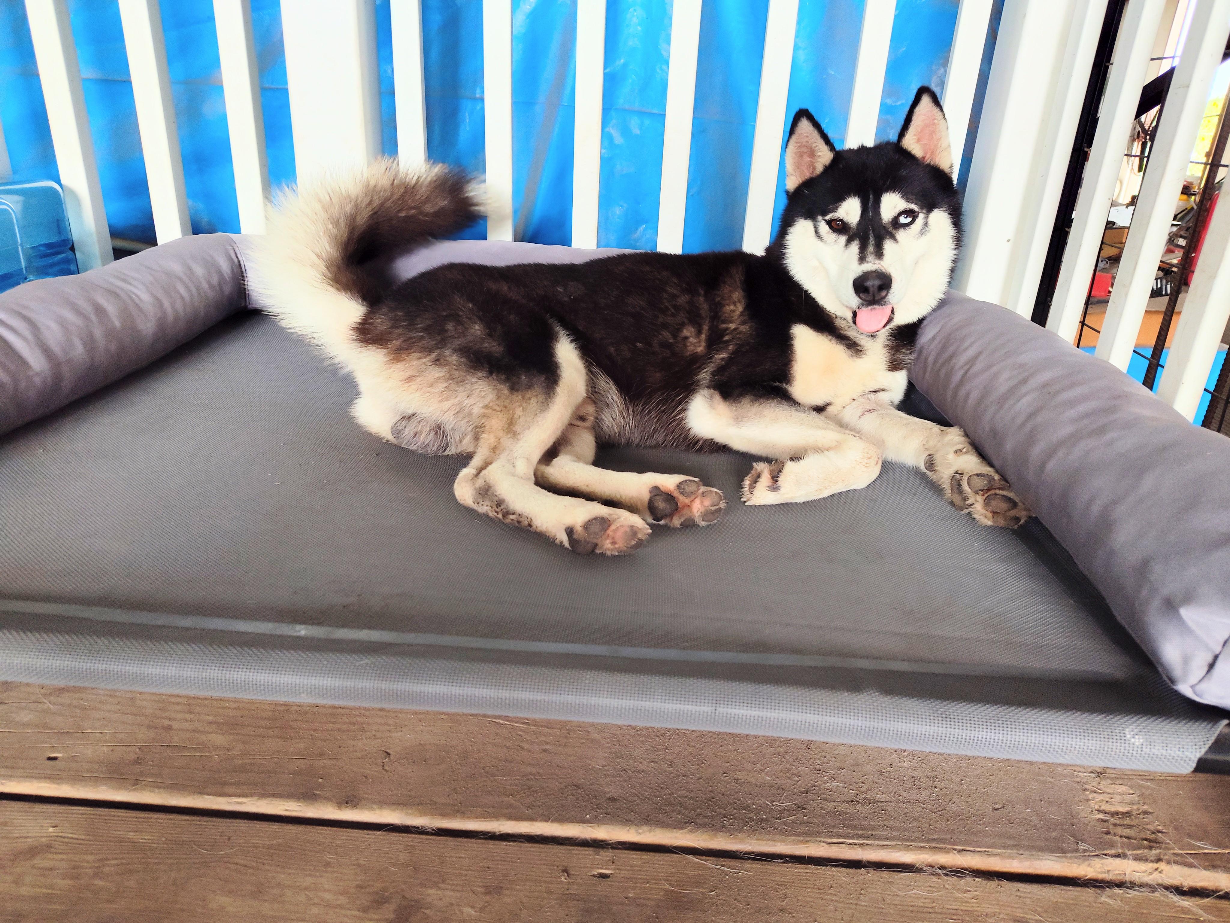 Jake, an adoptable Husky in Eau Claire, WI, 54703 | Photo Image 4