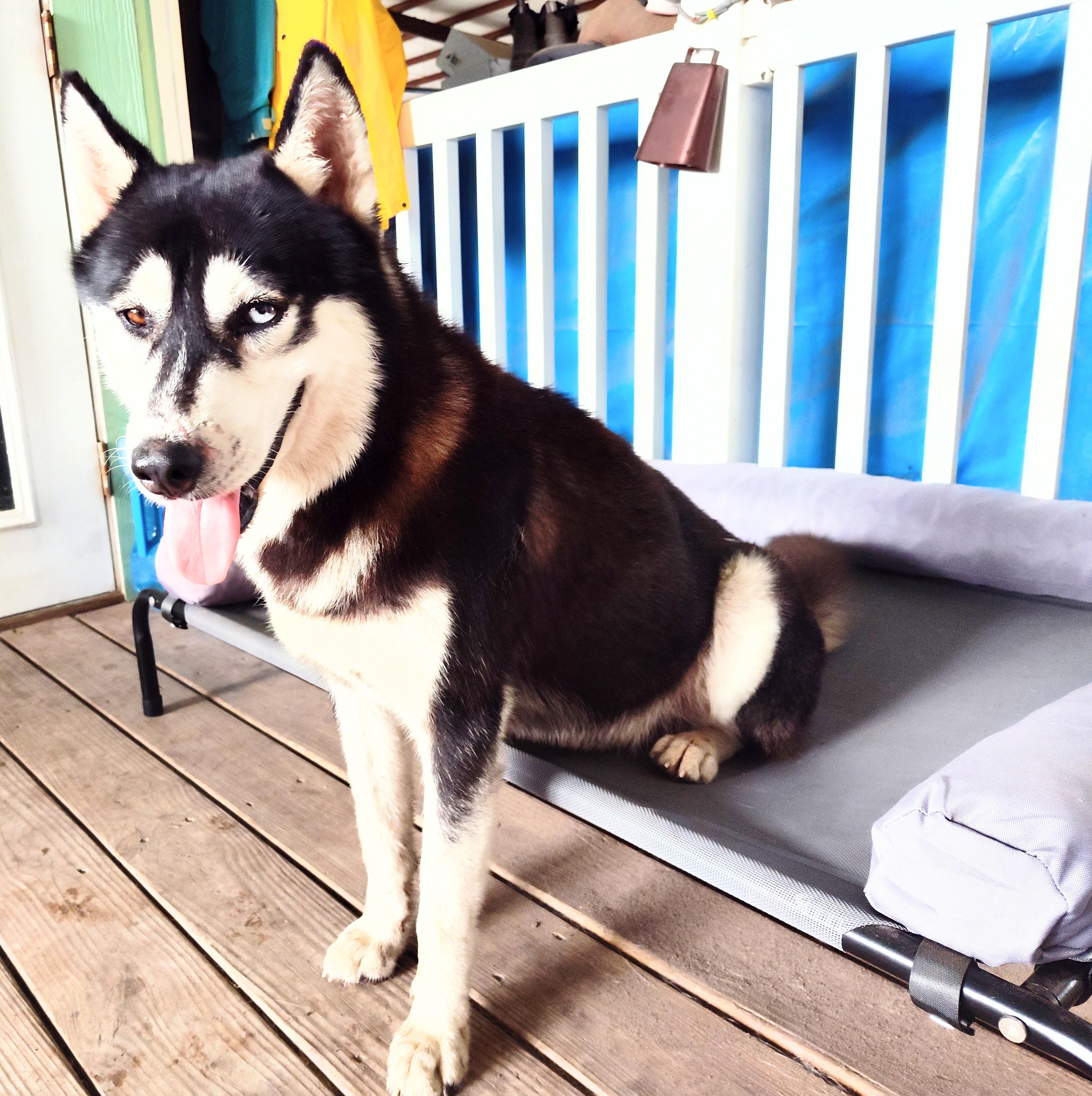 Jake, an adoptable Husky in Eau Claire, WI, 54703 | Photo Image 2