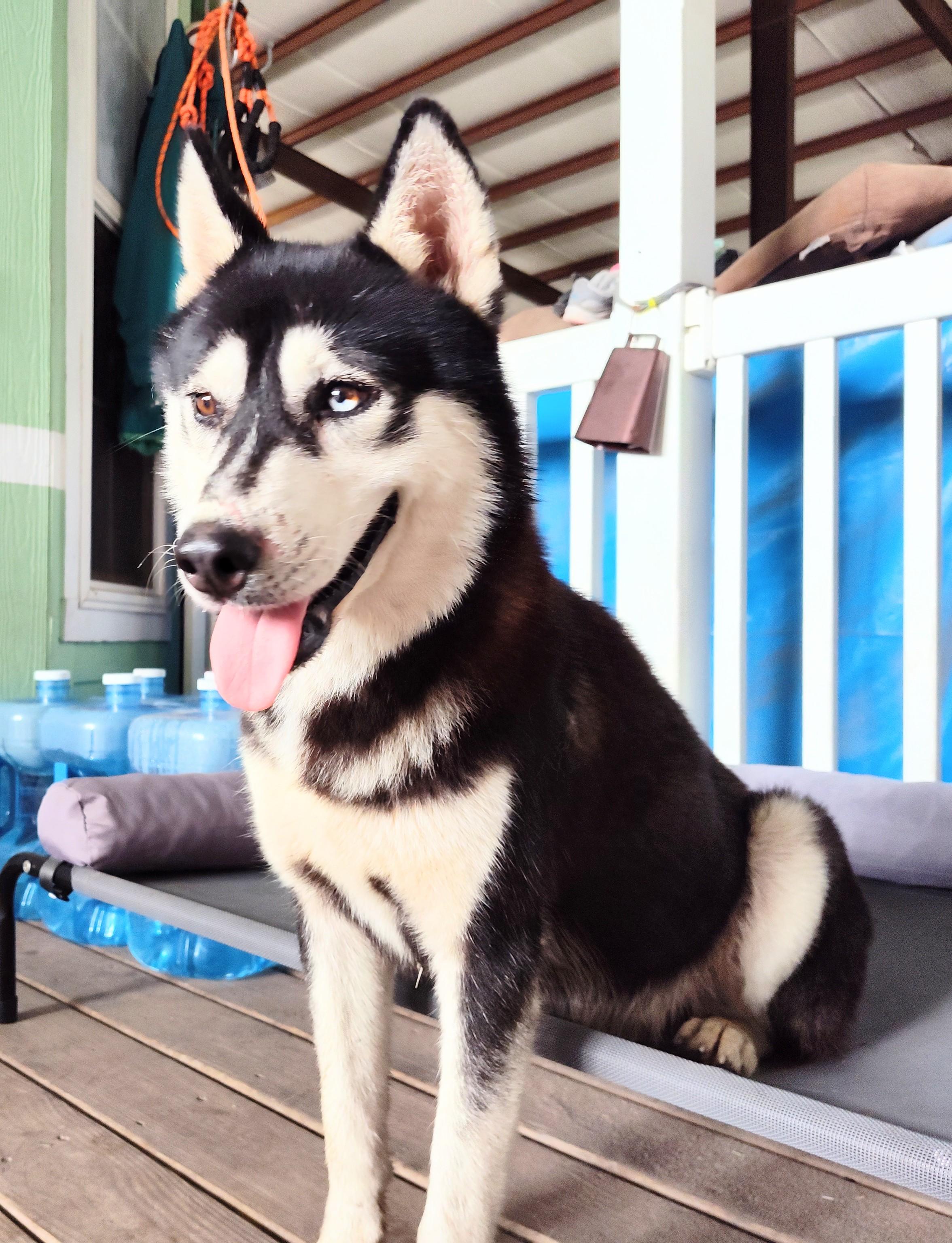 Jake, an adoptable Husky in Eau Claire, WI, 54703 | Photo Image 5