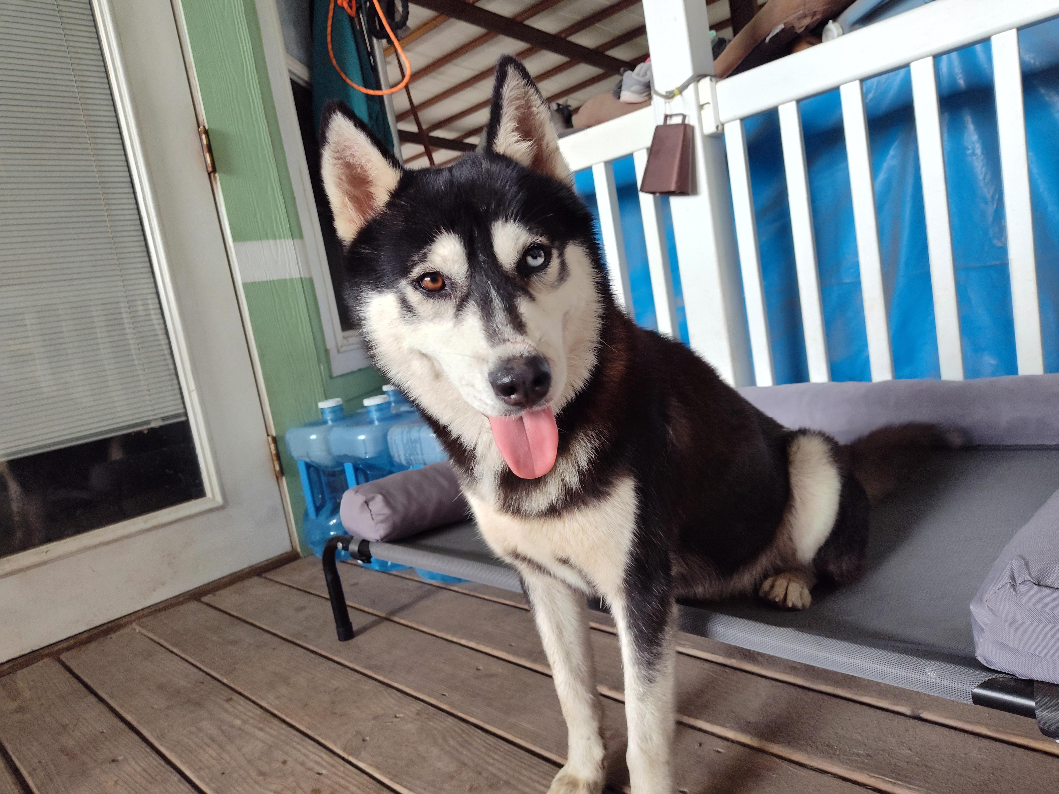 Jake, an adoptable Husky in Eau Claire, WI, 54703 | Photo Image 3