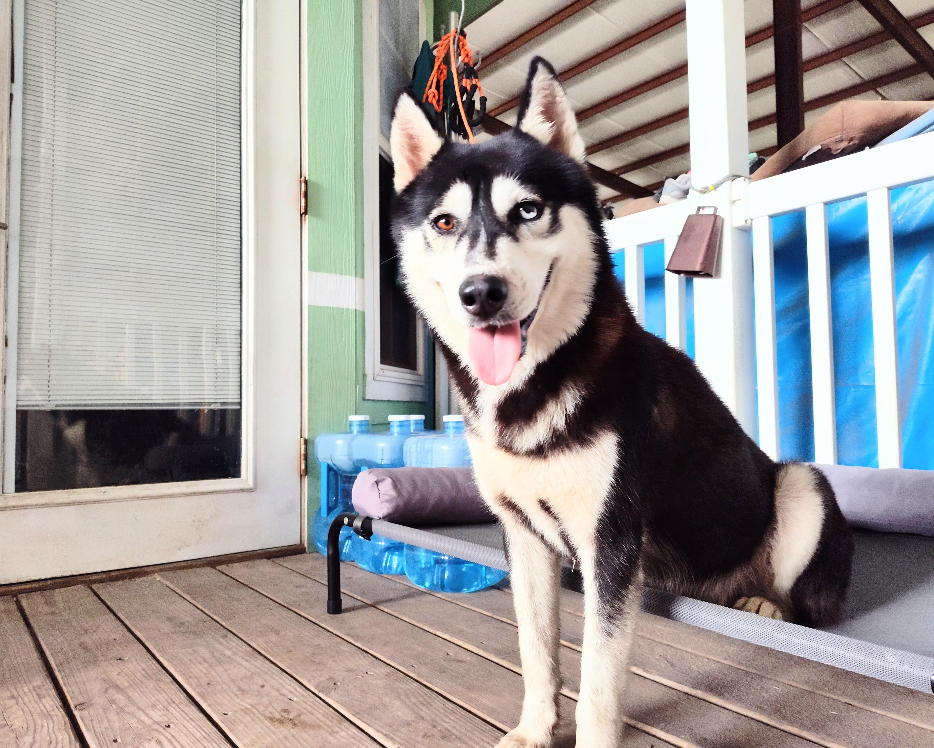 Jake, an adoptable Husky in Eau Claire, WI, 54703 | Photo Image 1