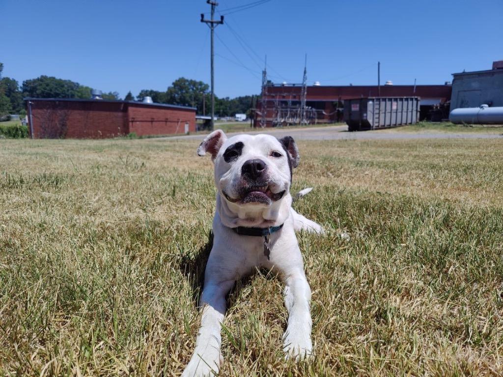Olive (Courtesy Post), Adoptable, Adult Female American Bulldog.