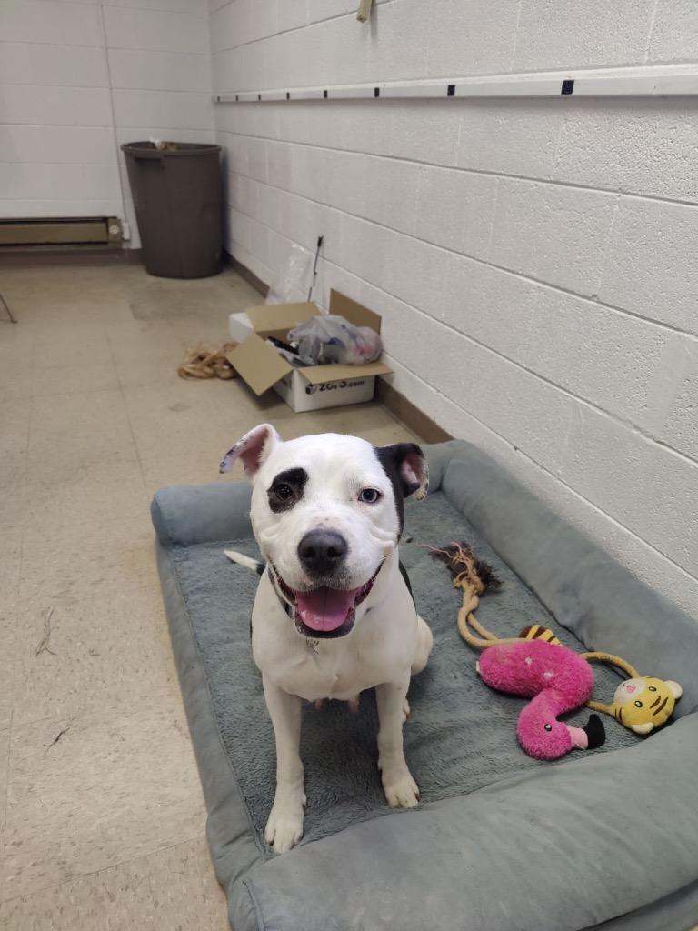 Enlarge Olive (Courtesy Post), a Adoptable American Bulldog in Rutherfordton, NC image 2/4