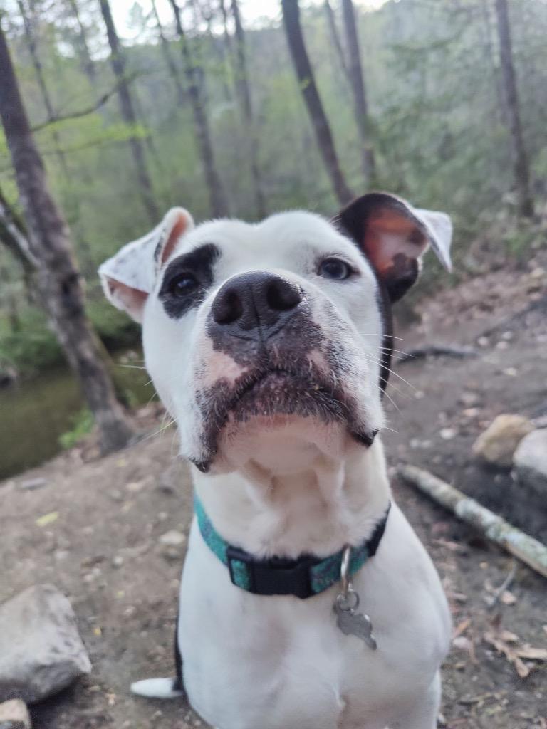Enlarge Olive (Courtesy Post), a Adoptable American Bulldog in Rutherfordton, NC image 3/4