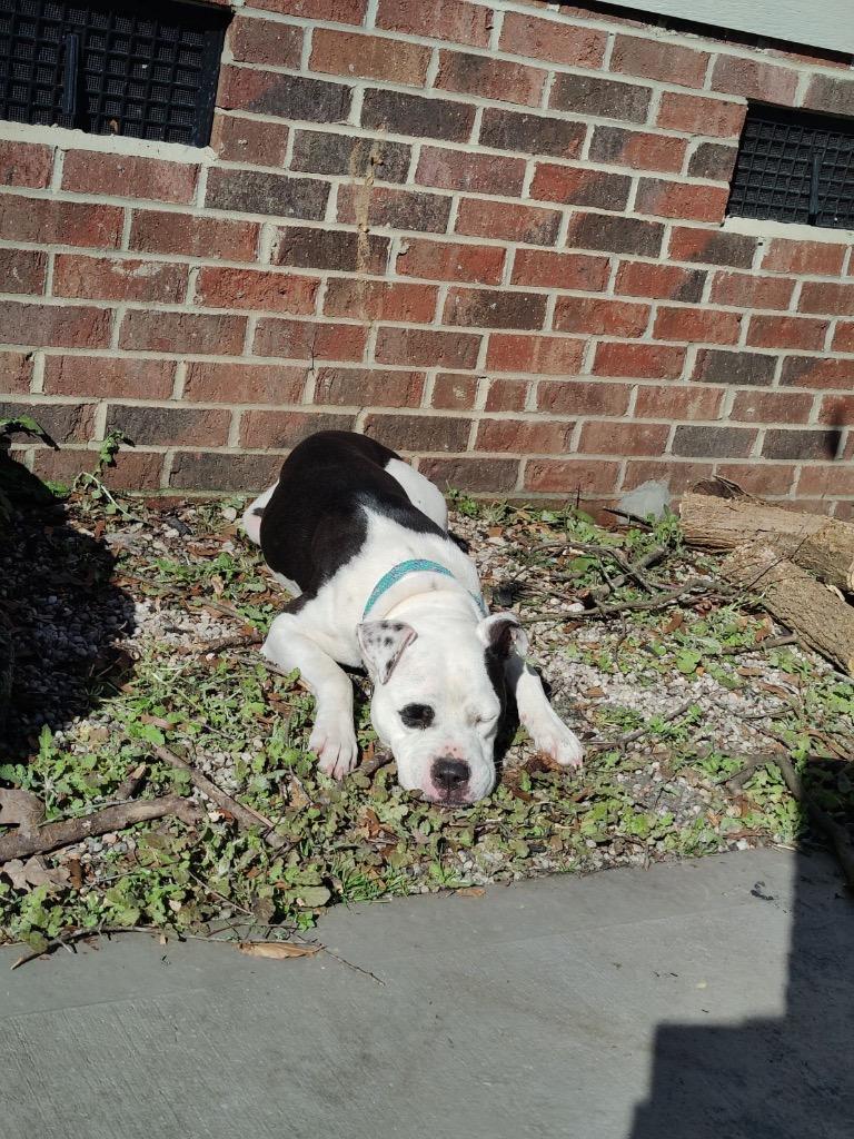 Enlarge Olive (Courtesy Post), a Adoptable American Bulldog in Rutherfordton, NC image 4/4