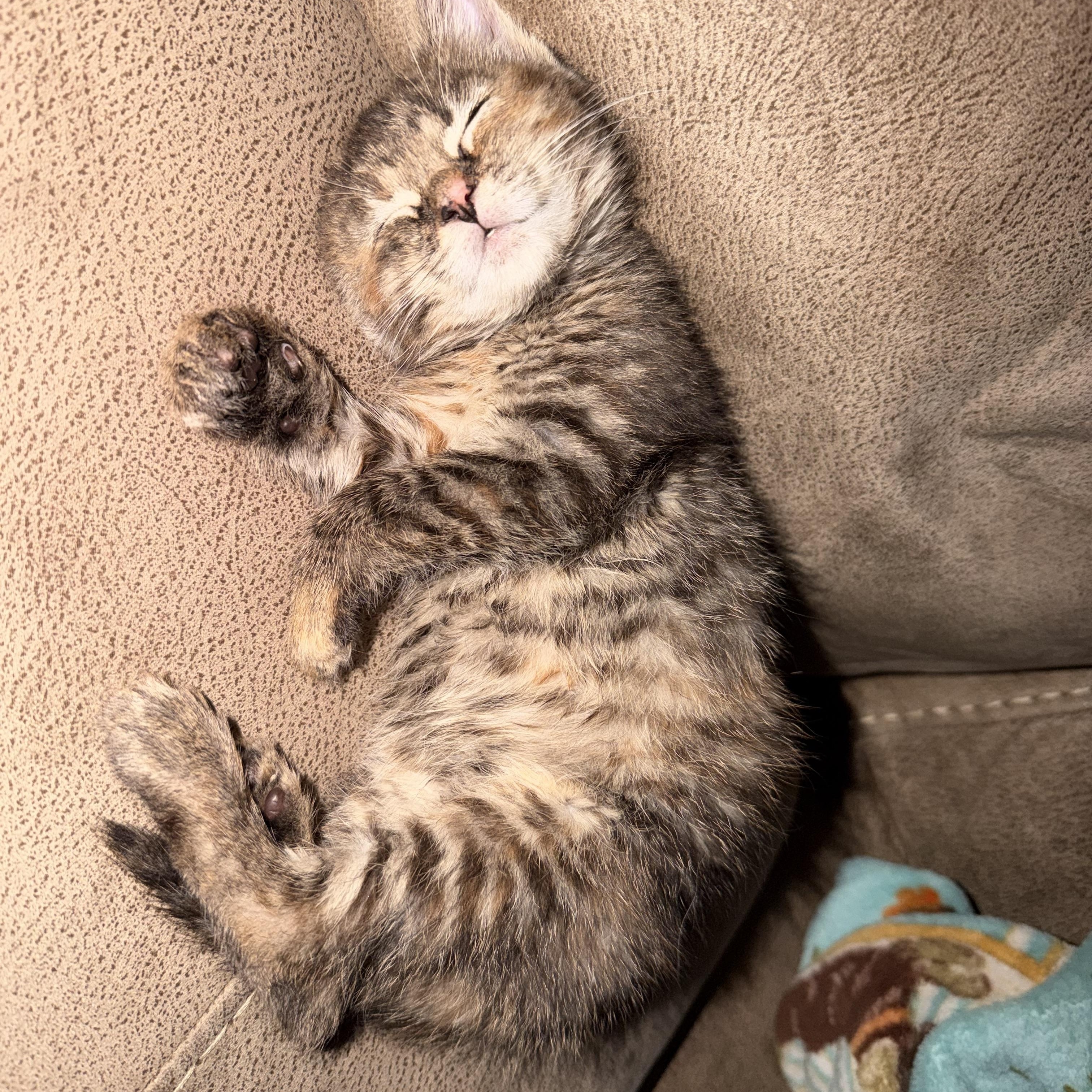 Enlarge Mulan, a ADOPTABLE Domestic Medium Hair in Lumberton, NC image 4/4