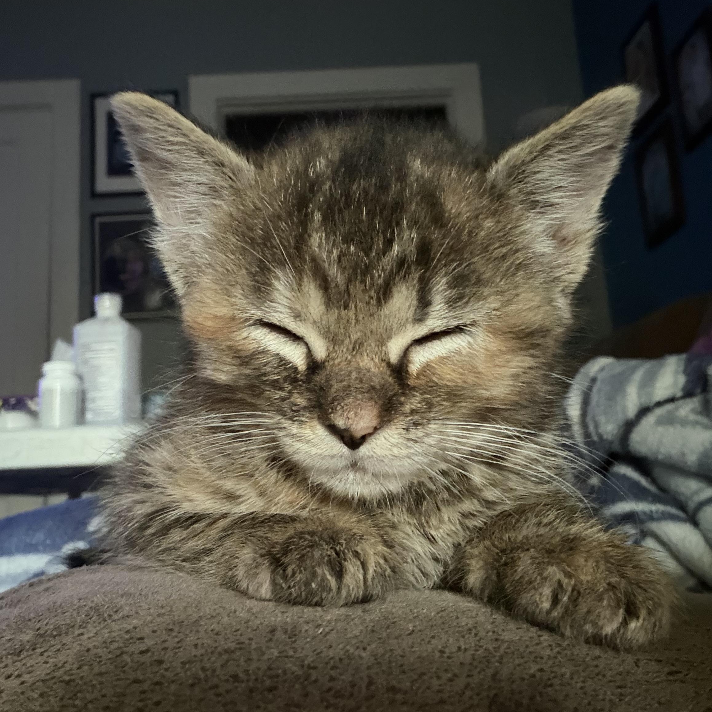 Enlarge Mulan, a ADOPTABLE Domestic Medium Hair in Lumberton, NC image 1/4