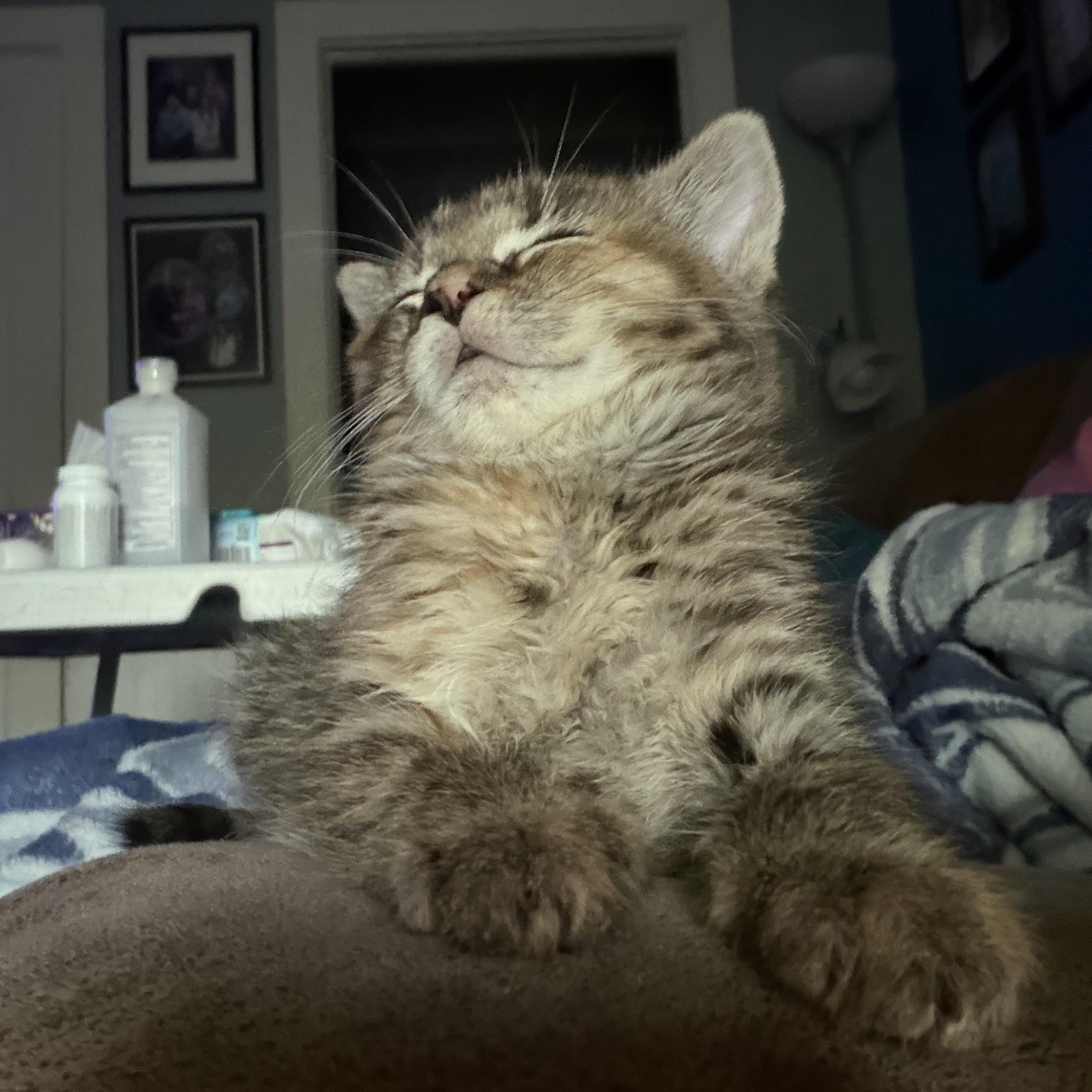 Enlarge Mulan, a ADOPTABLE Domestic Medium Hair in Lumberton, NC image 3/4