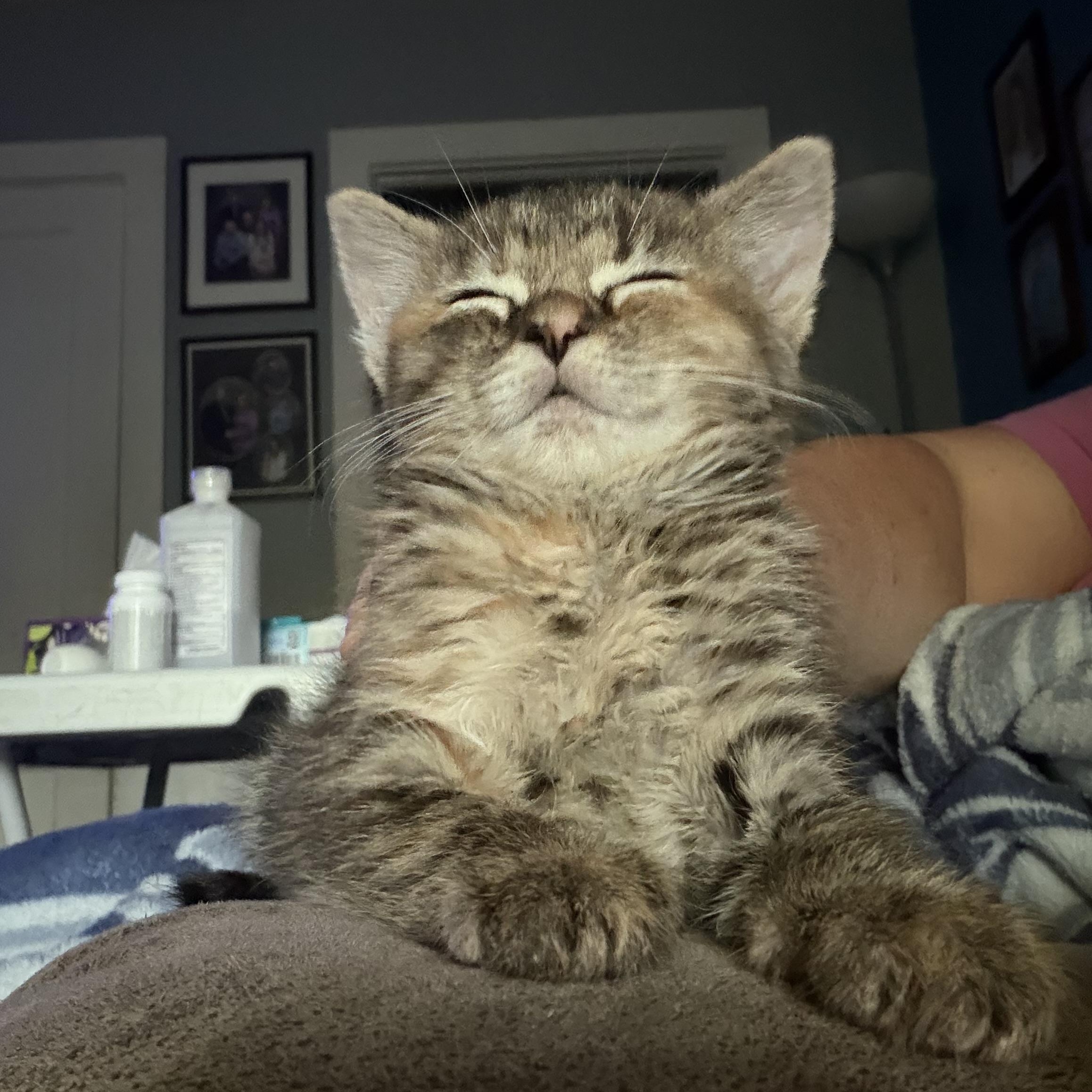 Enlarge Mulan, a ADOPTABLE Domestic Medium Hair in Lumberton, NC image 2/4