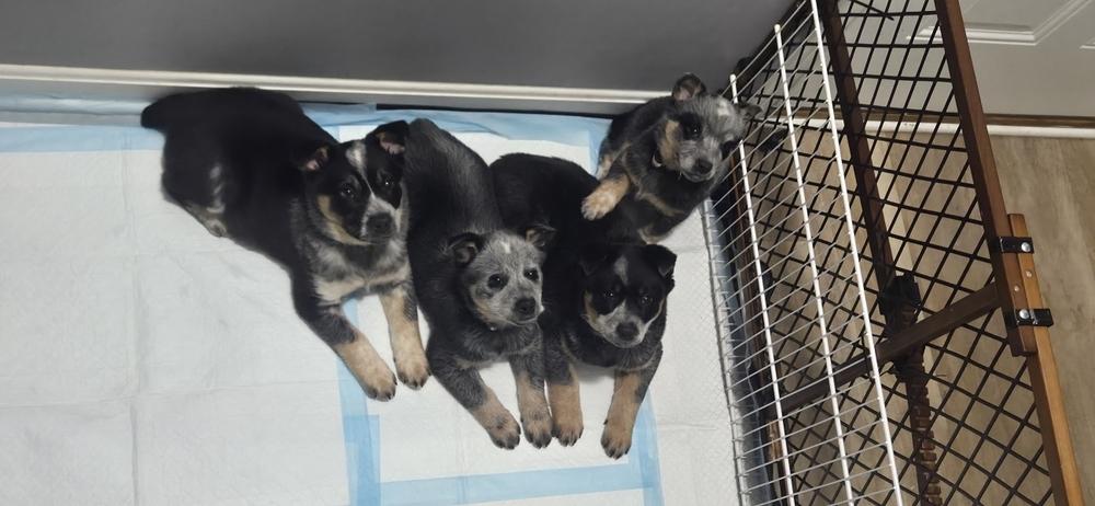 Uno, Adoptable, Puppy Male Australian Cattle Dog / Blue Heeler.