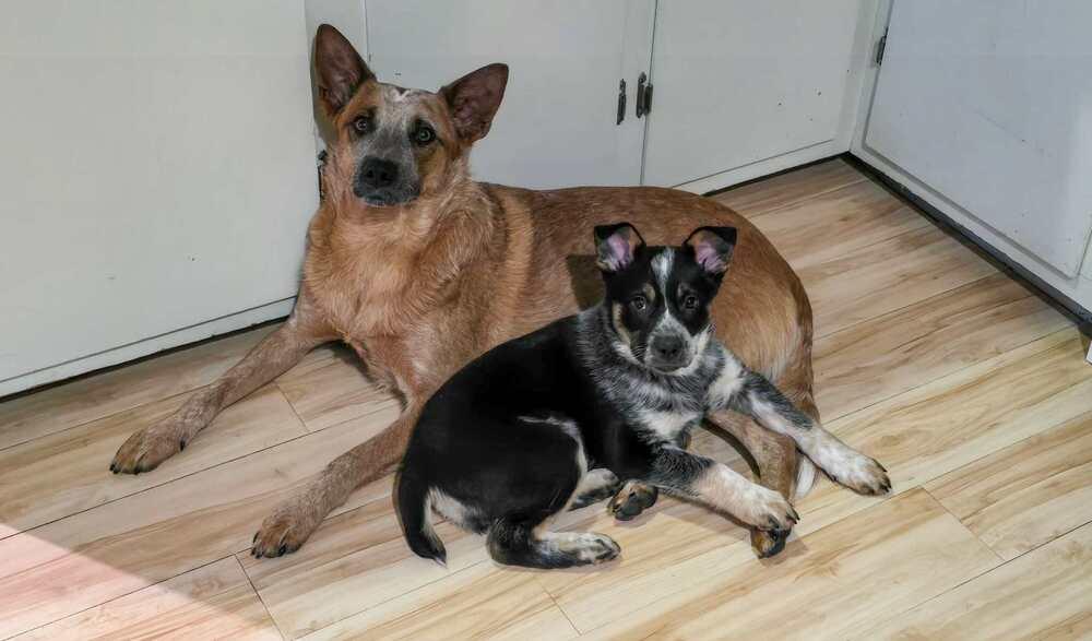 Enlarge Uno, a Adoptable Australian Cattle Dog / Blue Heeler in Mansfield, OH image 2/5