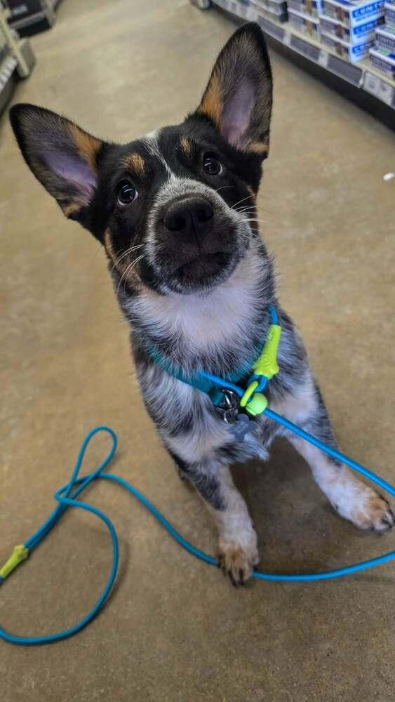 Enlarge Uno, a Adoptable Australian Cattle Dog / Blue Heeler in Mansfield, OH image 3/5
