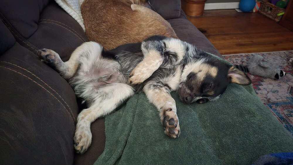 Enlarge Uno, a Adoptable Australian Cattle Dog / Blue Heeler in Mansfield, OH image 4/5