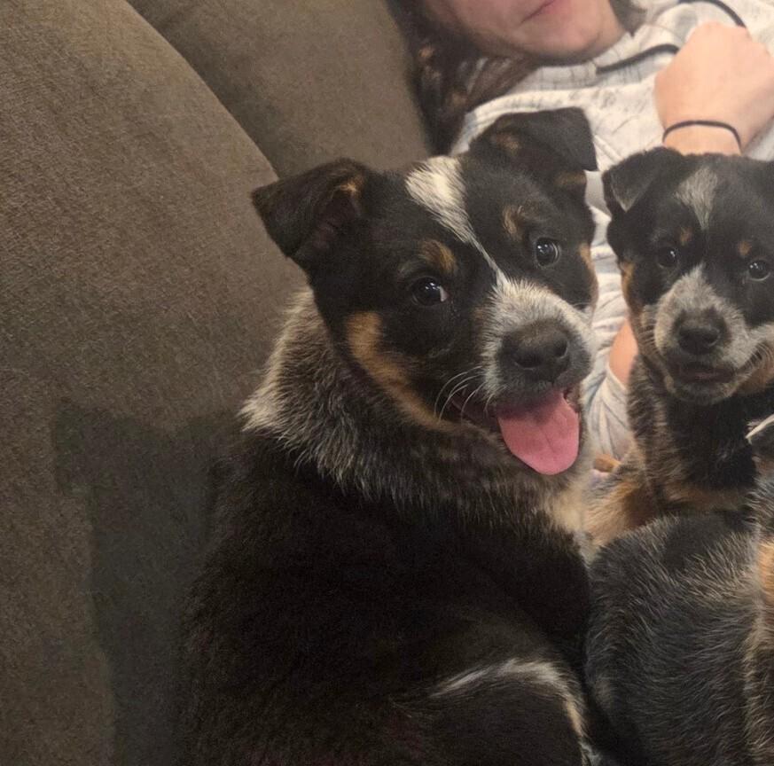 Enlarge Uno, a Adoptable Australian Cattle Dog / Blue Heeler in Mansfield, OH image 5/5