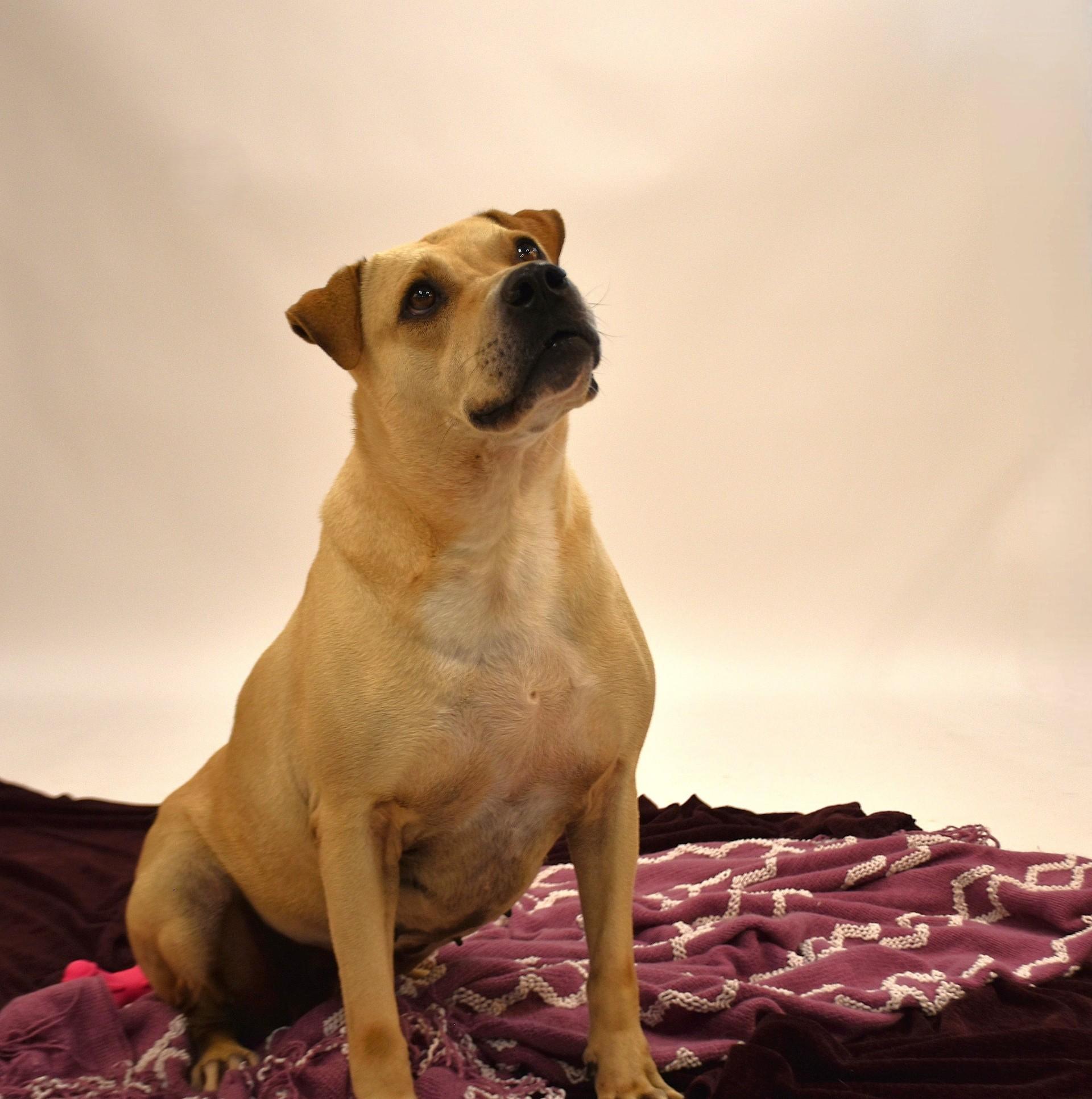 Marissa, Adult Female Terrier