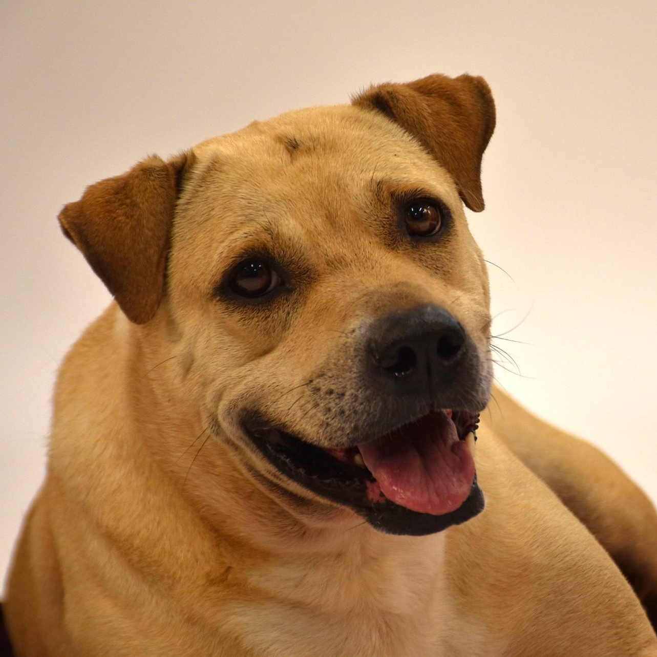 Marissa, a Adoptable mixed breed in Troy, NY image 2/6